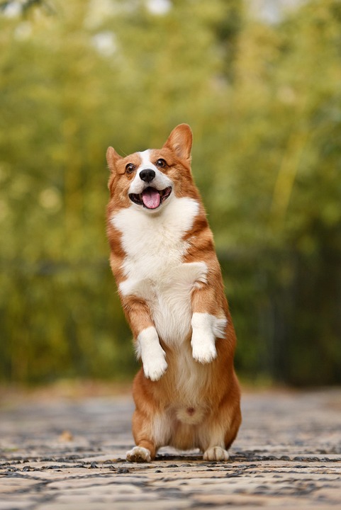 Unraveling the Mystery Behind Mixed Breeds: What Makes a Designer Dog?