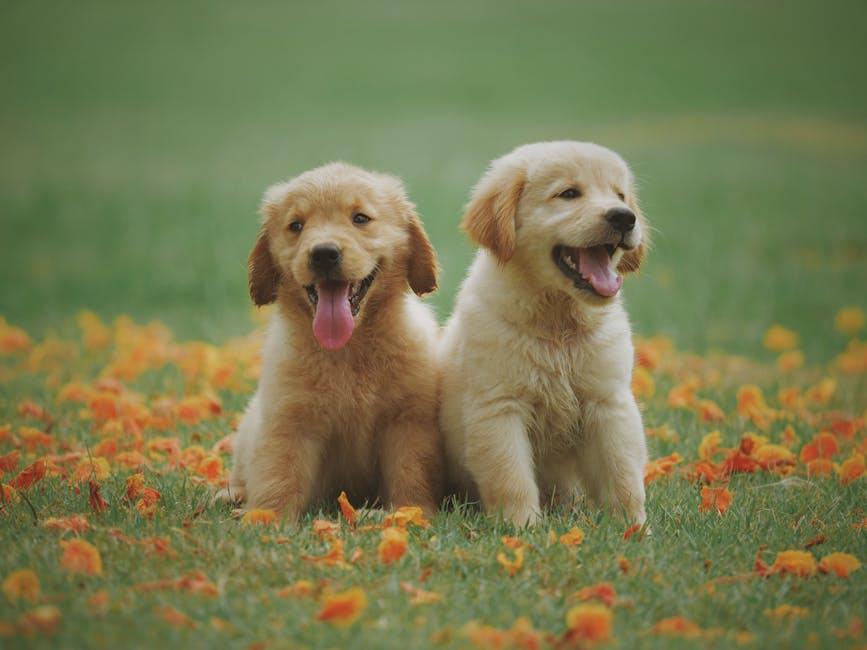 Understanding Your Puppys Needs for a Happy Start