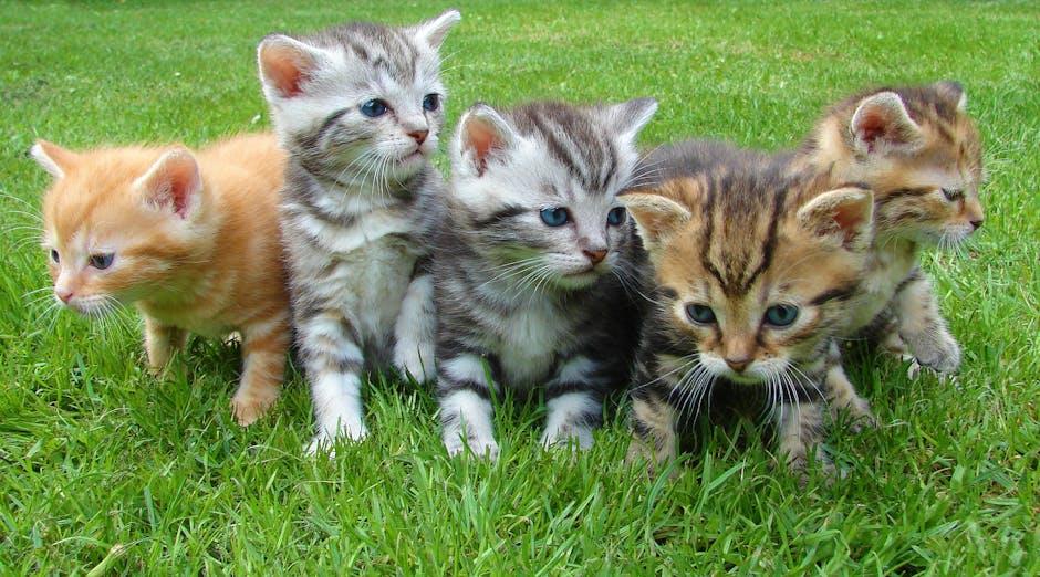 Essential Daily Routines for a happy Feline