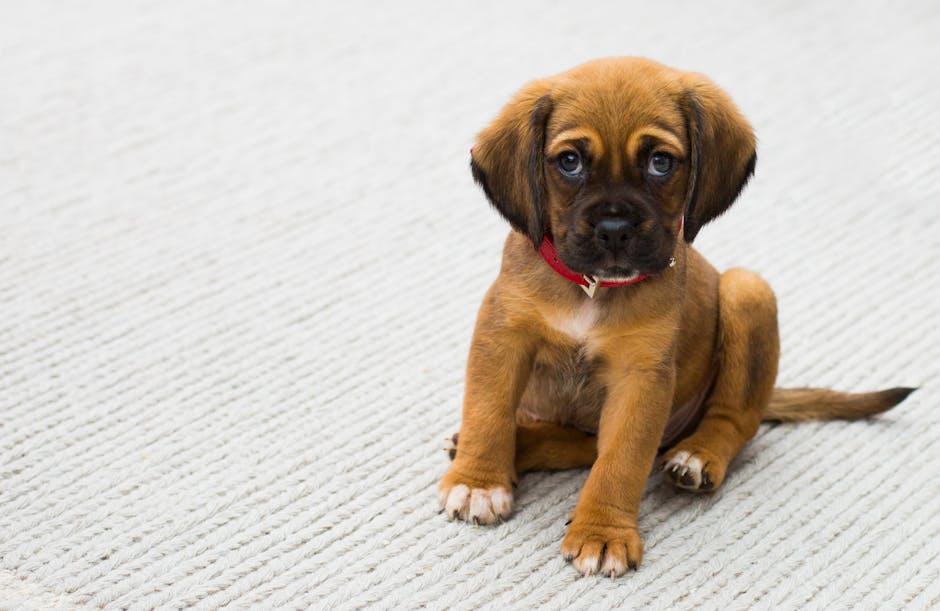 Socializing Your Puppy: tips for Making New Friends