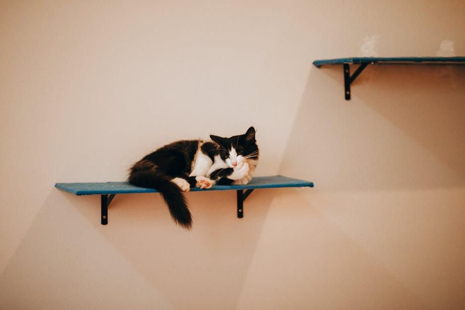 Comfy Corner: Must-Have Cat Beds for ultimate Snuggle Time