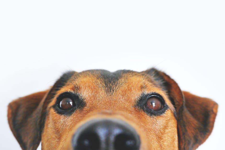 Furry Friends & Fun Finds: Perfect Doggie Gift Accessories!