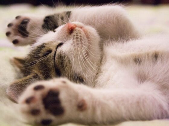 Pamper Your Purr-fect Pal: Luxury Cat Accessories Unleashed!