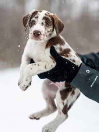 Puppy Love: Your Ultimate Guide to Pawesome Care Tips!