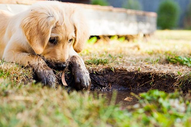 Pawsitive Vibes: Creating a Cozy Puppy Haven