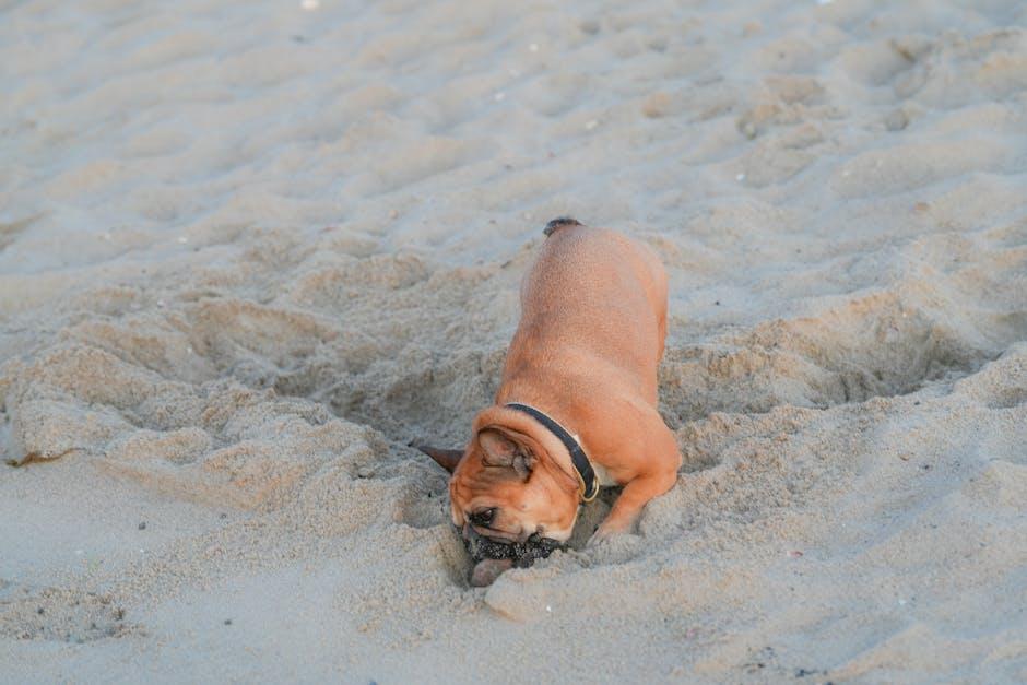 Essential Supplies for your New Puppy Adventure