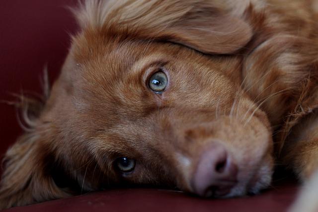 playtime ​Fun: Engaging Activities for a ‌Happy Pup