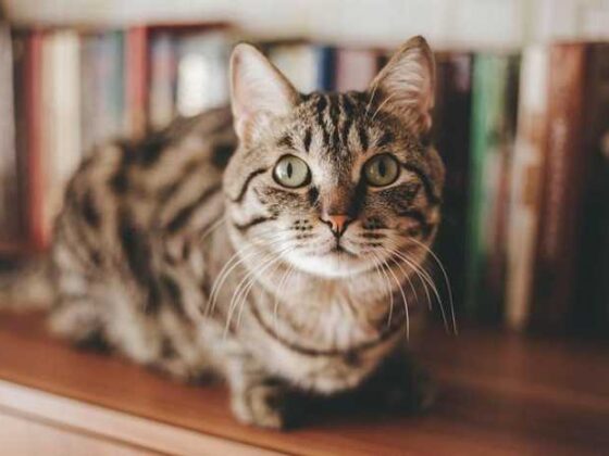 Fun Cat Accessories to Spruce Up Your Home