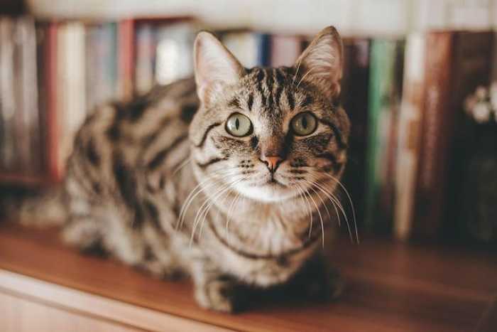 Fun Cat Accessories to Spruce Up Your Home