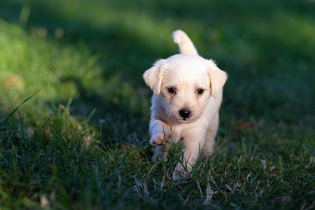 Set Up a Cozy Puppy Zone With a Crate, Washable Bedand Safe Chew Toys